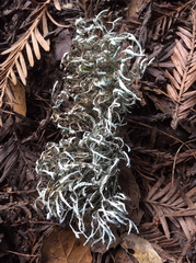 Heterodermia leucomelos