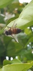 Apis mellifera