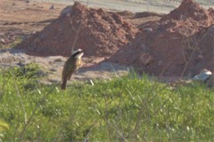 Pitangus sulphuratus