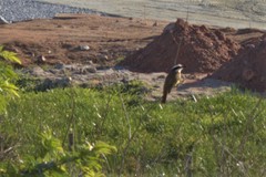Pitangus sulphuratus