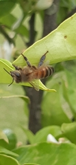 Apis mellifera