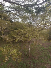 Hymenocardia ulmoides