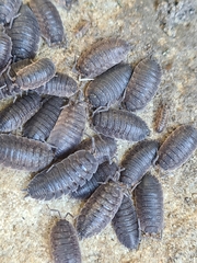 Porcellio scaber