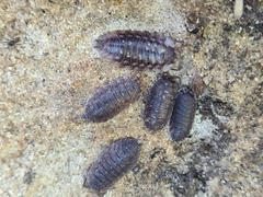 Porcellio scaber
