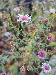 Symphyotrichum × versicolor