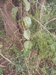 Cissus rotundifolia