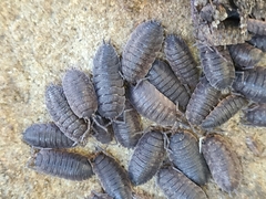 Porcellio scaber