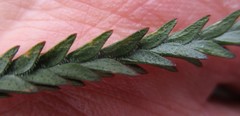Acmadenia tetragona