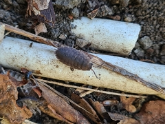 Porcellio scaber