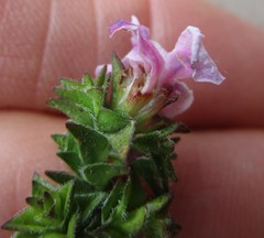 Acmadenia tetragona