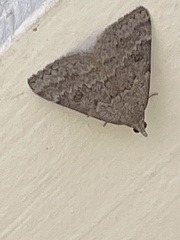 Dichromodes indicataria