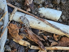 Porcellio scaber