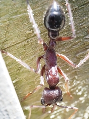 Myrmecia forficata