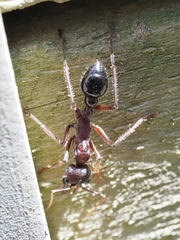 Myrmecia forficata