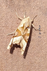 Phlogophora meticulosa