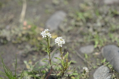 Lysimachia candida