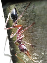 Myrmecia forficata