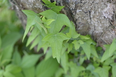 Hedera nepalensis
