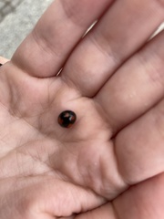 Harmonia axyridis