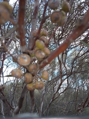 Eucalyptus leptopoda