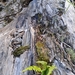 Dryopteris costalisora - Photo (c) Wen Ling Tsai, alguns direitos reservados (CC BY-NC), uploaded by Wen Ling Tsai