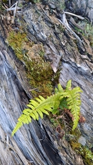 Dryopteris costalisora