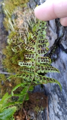 Dryopteris costalisora