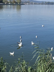 Chroicocephalus ridibundus