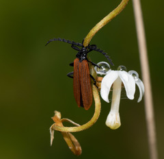 Trichalus semicostatus