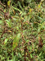 Persicaria pubescens