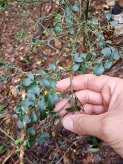 Citrus australasica