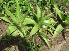 Bulbine latifolia latifolia
