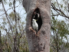 Cacatua galerita galerita