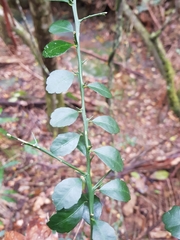 Citrus australasica