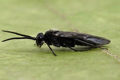 Dolerus haematodes