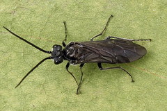 Dolerus haematodes