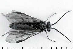 Dolerus haematodes
