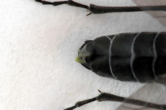 Dolerus haematodes