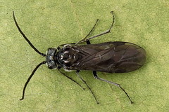 Dolerus haematodes