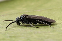 Dolerus haematodes