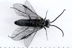 Dolerus haematodes