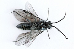 Dolerus haematodes