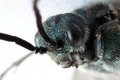 Dolerus haematodes