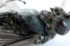 Dolerus haematodes