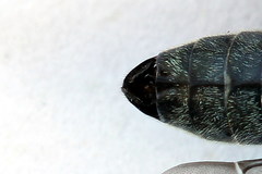 Dolerus haematodes
