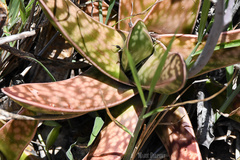 Gasteria bicolor