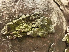 Pseudevernia furfuracea