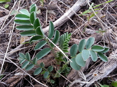 Astragalus
