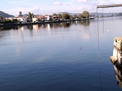 Chroicocephalus ridibundus