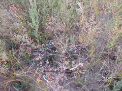 Thalictrum squarrosum